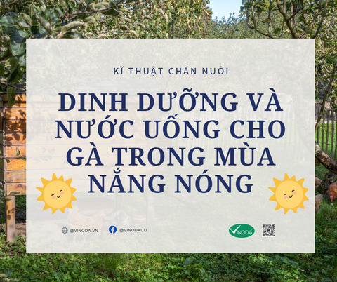 DINH DƯỠNG VÀ NƯỚC UỐNG CHO GÀ TRONG MÙA NẮNG NÓNG