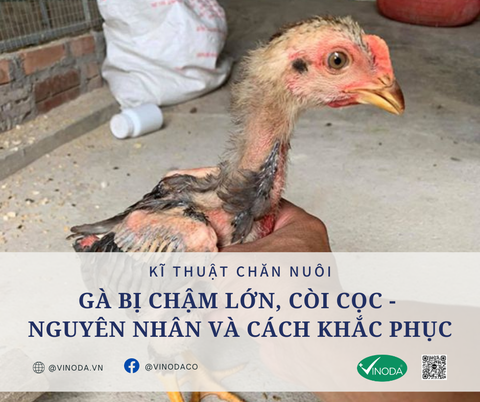GÀ BỊ CHẬM LỚN, CÒI CỌC - NGUYÊN NHÂN VÀ CÁCH KHẮC PHỤC