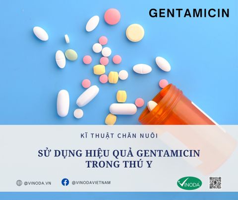 Sử dụng hiệu quả Gentamicin trong thú y