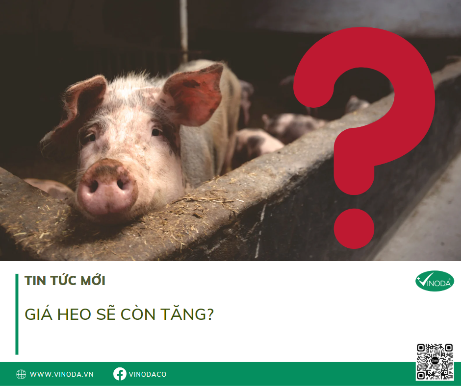 GIÁ HEO SẼ CÒN TĂNG? – Công ty TNHH Thương Mại VINODA