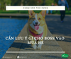 Cần lưu ý gì cho Boss vào mùa hè?