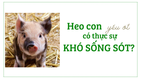Heo con yếu ớt thực sự khó sống sót?