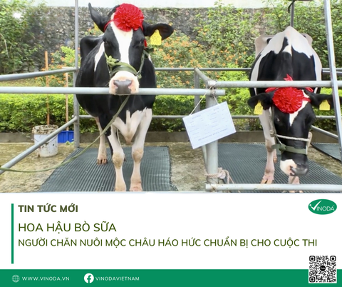 'Hoa hậu bò sữa': người chăn nuôi Mộc Châu háo hức chuẩn bị cho cuộc thi