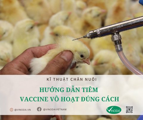 HƯỚNG DẪN TIÊM VACCINE VÔ HOẠT ĐÚNG CÁCH
