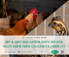 IBV & QBV: Hai thách thức hô hấp nguy hiểm trên gia cầm và chim cút – Giải pháp kiểm soát hiệu quả từ Vinoda