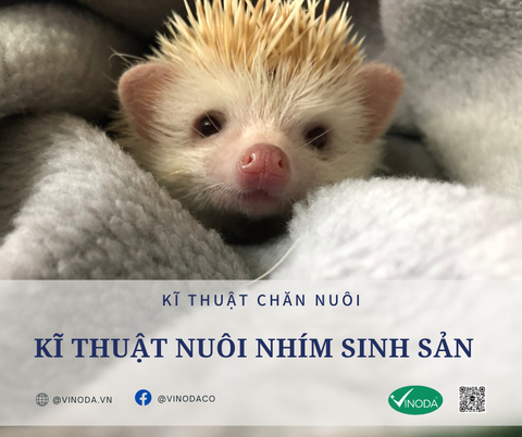KĨ THUẬT NUÔI NHÍM SINH SẢN