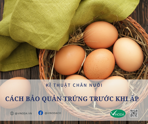 CÁCH BẢO QUẢN TRỨNG TRƯỚC KHI ẤP