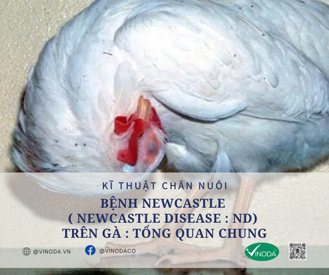 BỆNH NEWCASTLE (NEWCASTLE DISEASE : ND) TRÊN GÀ : TỔNG QUAN CHUNG