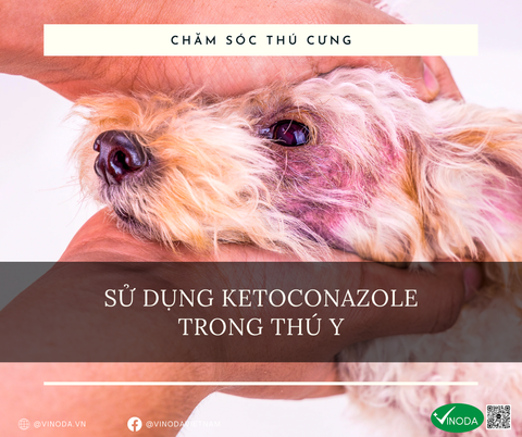 Sử dụng ketoconazole trong thú y