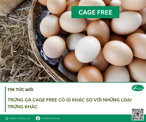 Trứng gà Cage Free có gì khác với những loại trứng khác?