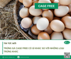 Trứng gà Cage Free có gì khác với những loại trứng khác?
