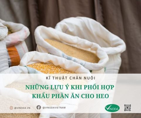 Những lưu ý khi phối hợp khẩu phần ăn cho heo