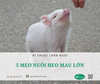 5 mẹo nuôi heo thịt mau lớn