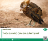Thêm ca mắc cúm gia cầm được ghi nhận tại Mỹ