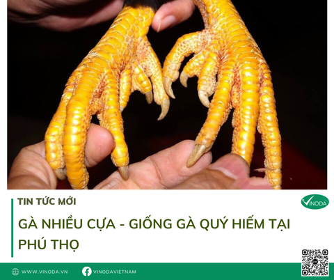 Gà nhiều cựa - Giống gà đặc biệt quý hiếm của vùng đất Tân Sơn - Phú Thọ