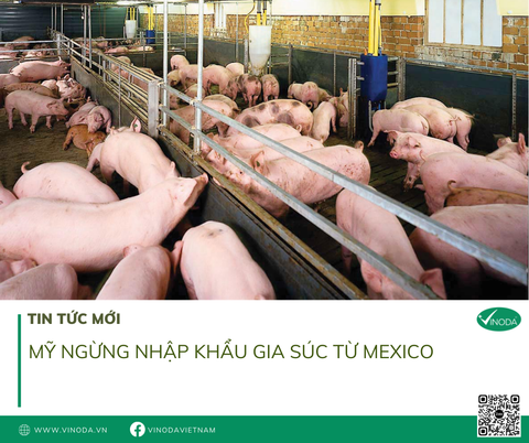 Mỹ ngừng nhập khẩu gia súc từ Mexico sau vụ nhiễm 