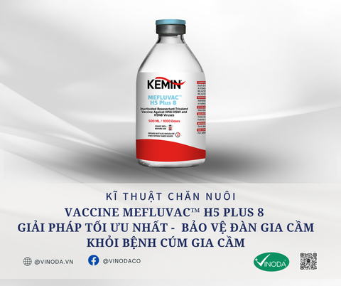 VACCINE MEFLUVAC™ H5 PLUS 8 GIẢI PHÁP TỐI ƯU NHẤT -  BẢO VỆ ĐÀN GIA CẦM KHỎI BỆNH CÚM GIA CẦM
