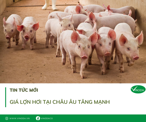 Giá lợn hơi tại châu Âu tăng mạnh