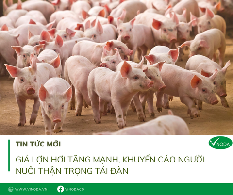 Giá lợn hơi tăng mạnh, khuyến cáo người nuôi thận trọng tái đàn