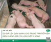 Chủ trang trại tiết kiệm điện khiến 5.000 con lợn chết vì nóng
