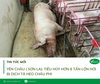 Yên Châu (Sơn La) tiêu huỷ hơn 8 tấn lợn hơi bị dịch tả lợn châu Phi