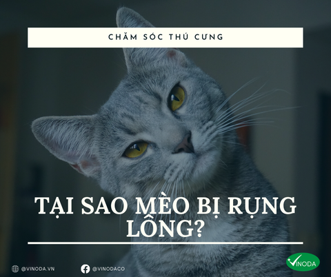 Tại sao mèo bị rụng lông?