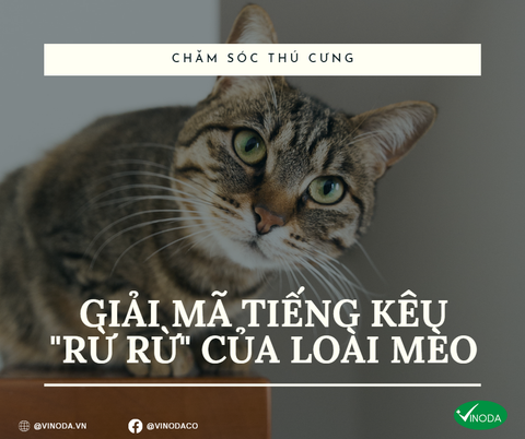Giải mã tiếng kêu 