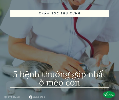 5 bệnh thường gặp nhất ở mèo con