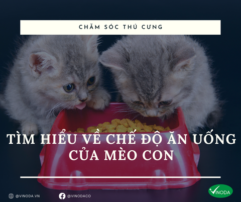 Tìm hiểu về chế độ ăn uống của mèo con