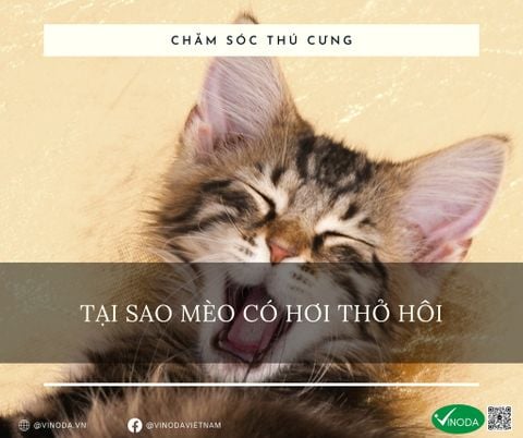 Tại sao mèo có hơi thở hôi