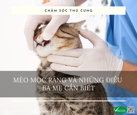 Mèo mọc răng và những điều bạn cần biết