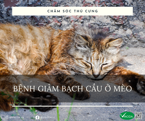 Bệnh giảm bạch cầu ở mèo