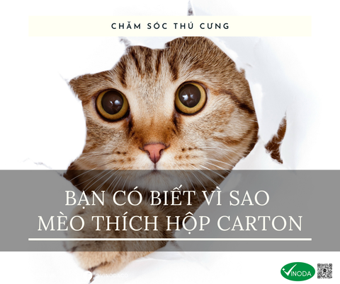 Bạn có biết vì sao mèo thích hộp carton?
