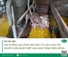 Hải Dương: Mua phải heo dịch tả lợn châu phi,  người chăn nuôi thiệt hại hàng trăm triệu đồng