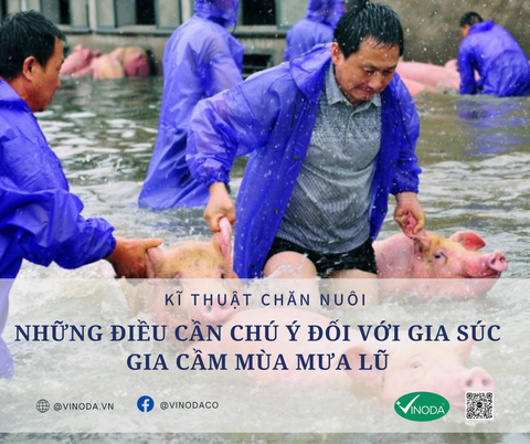 Những điều cần chú ý đối với gia súc, gia cầm mùa mưa lũ