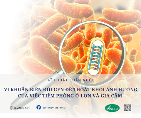 Vi khuẩn biến đổi gen để thoát khỏi ảnh hưởng của việc tiêm phòng ở lợn và gia cầm