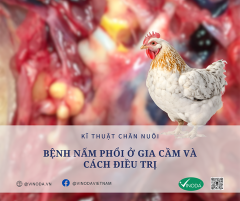 Bệnh nấm phổi ở gia cầm