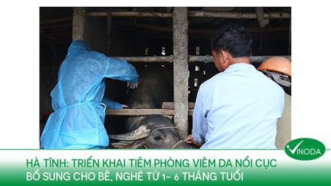 Hà Tĩnh triển khai tiêm phòng viêm da nổi cục bổ sung cho bê, nghé từ 1 - 6 tháng tuổi