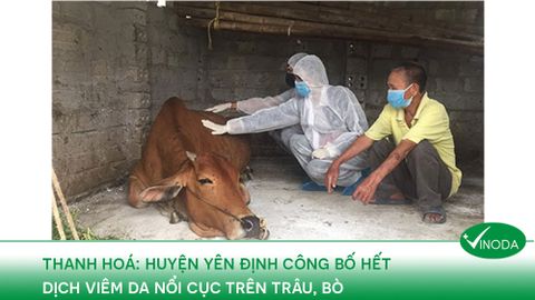 Thanh Hóa: Huyện Yên Định công bố hết dịch Viêm da nổi cục trên trâu, bò