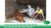 Thanh Hóa: Huyện Yên Định công bố hết dịch Viêm da nổi cục trên trâu, bò