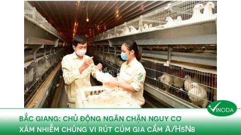 Bắc Giang: Chủ động ngăn chặn nguy cơ xâm nhiễm chủng vi rút cúm gia cầm A/H5N8