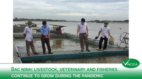 Bac Ninh: Livestock, Veterinary and Fisheries continue to grow during the pandemic