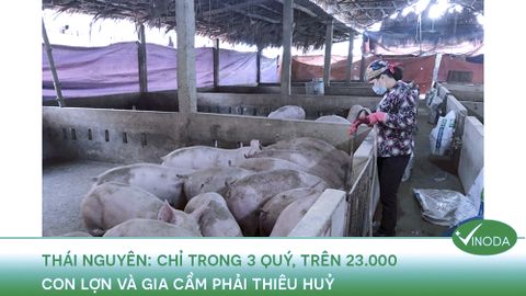 THÁI NGUYÊN: Tính từ đầu năm, toàn tỉnh phải thiêu huỷ hơn 23.000 con lợn và gia cầm