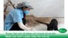 Trung tâm Cứu hộ động vật hoang dã Hà Nội: Nâng cao chất lượng công tác cứu hộ