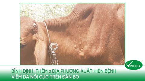 BÌNH ĐỊNH: Thêm 3 địa phương xuất hiện bệnh Viêm da nổi cục trên đàn bò