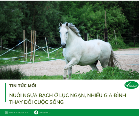 Nuôi ngựa bạch ở Lục Ngạn, nhiều gia đình đổi thay cuộc sống