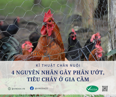 Sức khoẻ đường ruột của gia cầm -  4 nguyên nhân gây phân ướt, tiêu chảy ở gia cầm