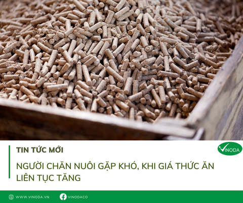 Người chăn nuôi gặp khó, khi giá thức ăn chăn nuôi liên tục tăng