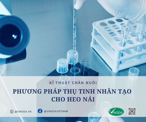 PHƯƠNG PHÁP THỤ TINH NHÂN TẠO CHO HEO NÁI