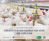 Cần lưu ý gì khi tái đàn vật nuôi dịp cuối năm